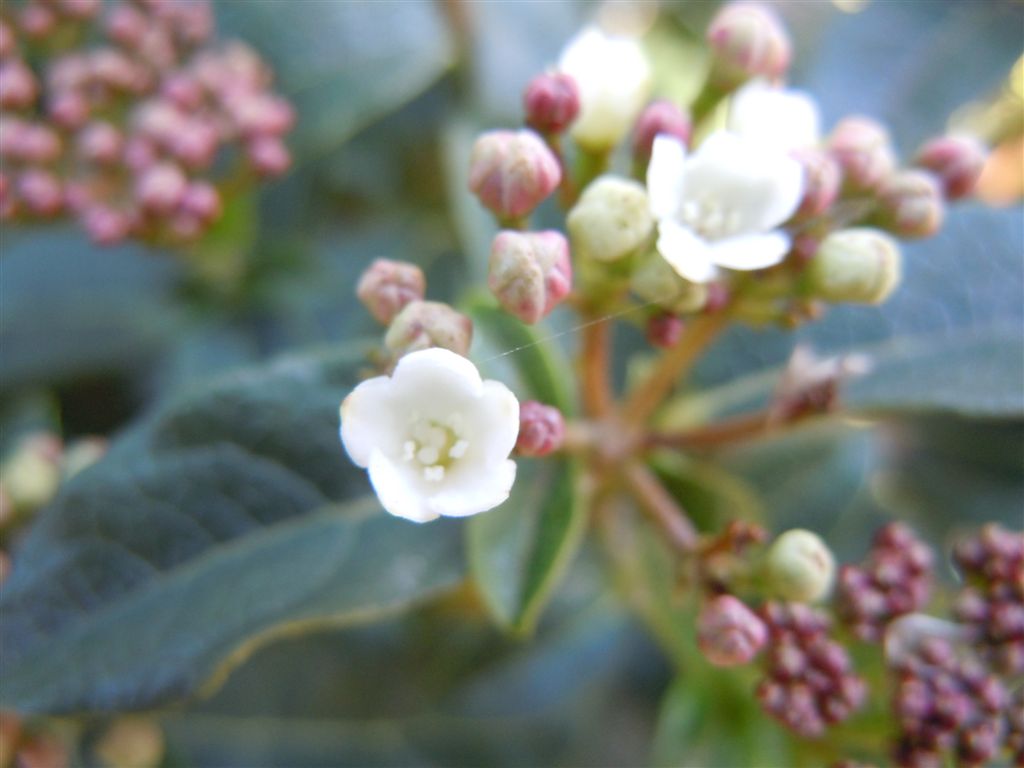 Viburnum tinus